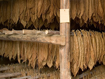 La Casa del Habano - lavorazione del sigaro La Casa del Habano - lavorazione del sigaro